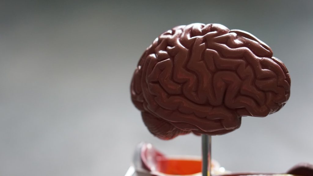 Anatomical human brain model used to represent cognitive enhancement and nootropic research compounds
